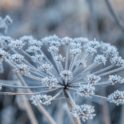 Organic - Caraway