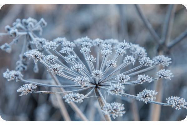 Organic - Caraway