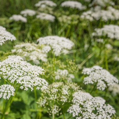 Organic chervil