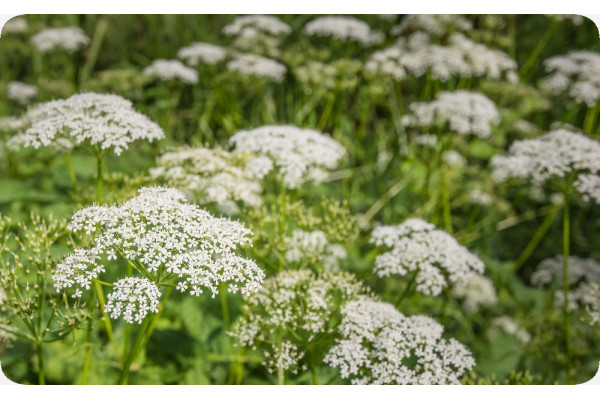 Organic chervil