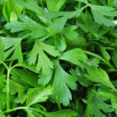 Organic chervil