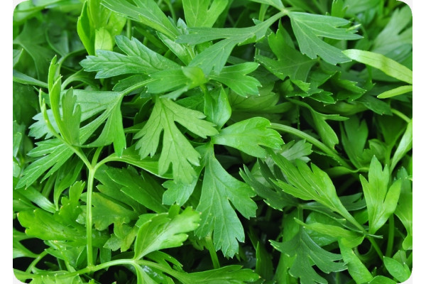 Organic chervil