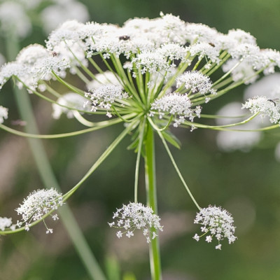 Organic chervil