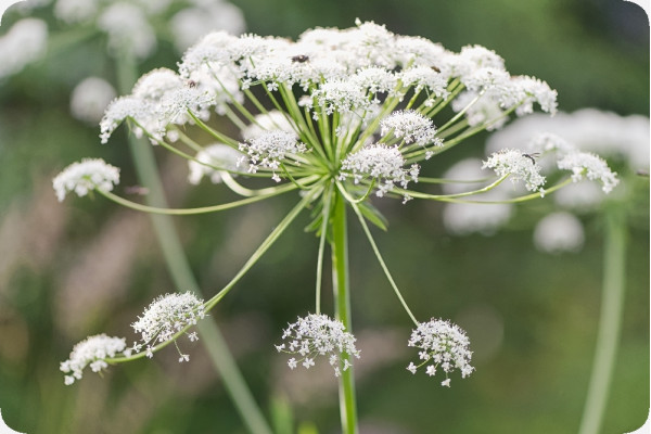 Organic chervil