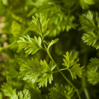 Organic chervil