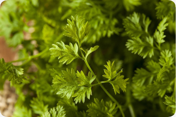 Organic chervil