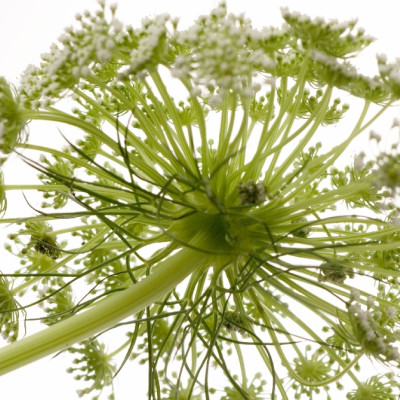 Organic chervil
