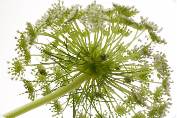 Organic chervil