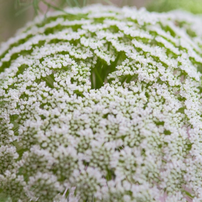 Organic chervil