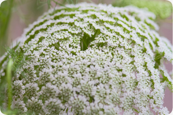 Organic chervil