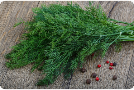 BIO - Dill