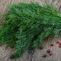 Organic dill