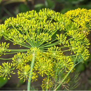 BIO - Dill