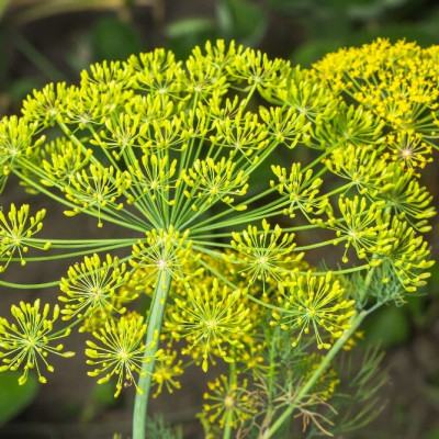 Organic dill