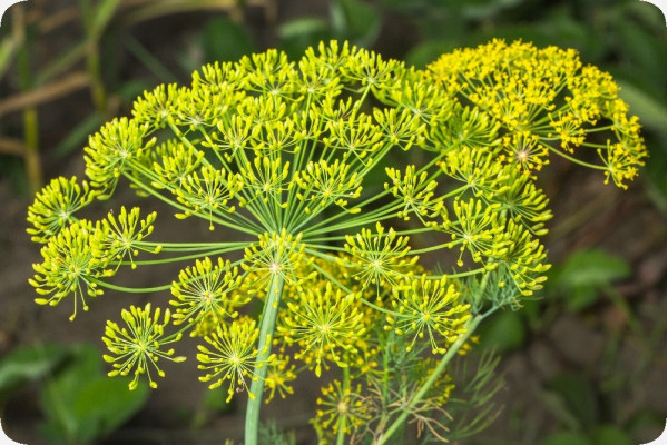 Organic dill