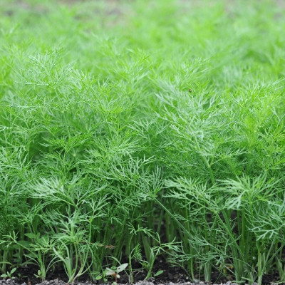 Organic dill