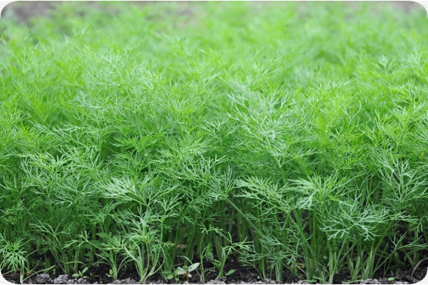 Organic dill