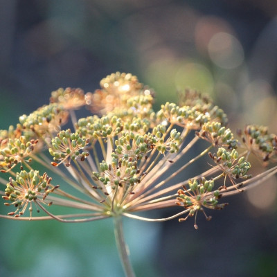 Organic dill