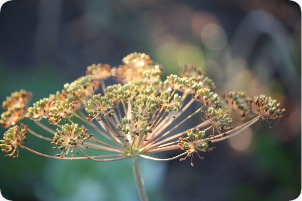 Organic dill