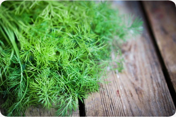 Organic dill