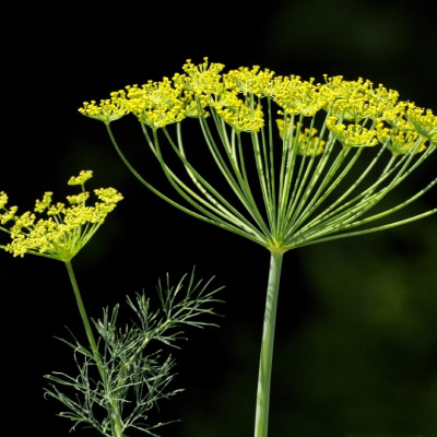 Organic dill