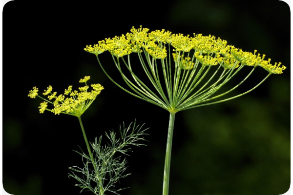 Organic dill