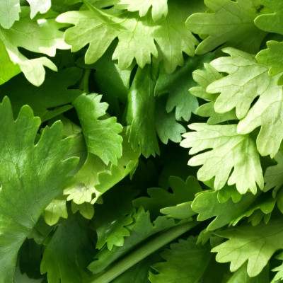 Organic coriander