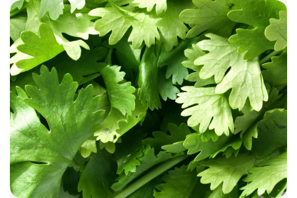 Organic coriander