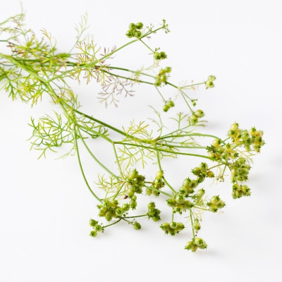 Organic coriander