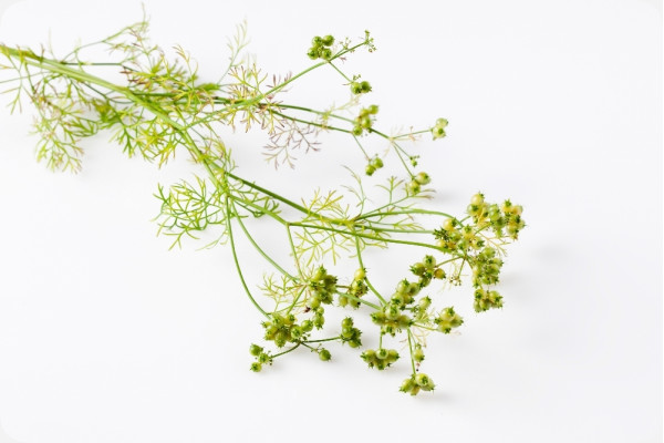 Organic coriander
