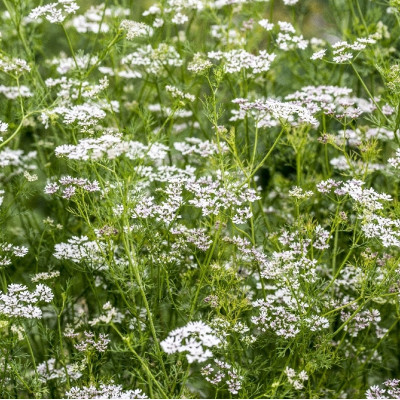 Organic coriander