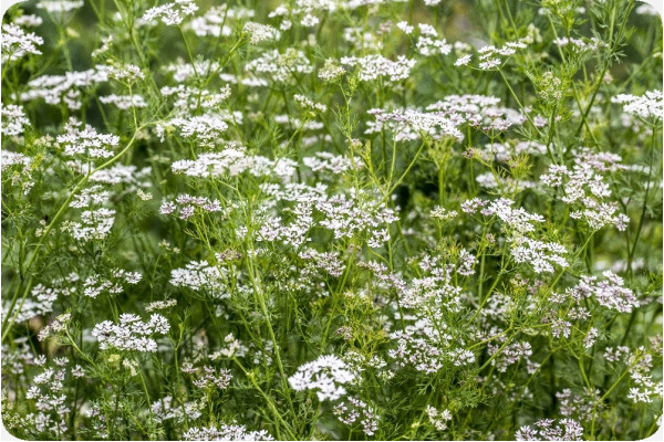 Organic coriander