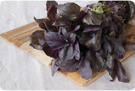 BIO - Rotes Basilikum