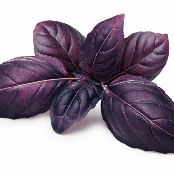Organic - Red Basil