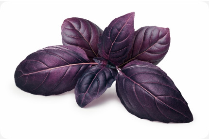 ORGANIC - Red basil