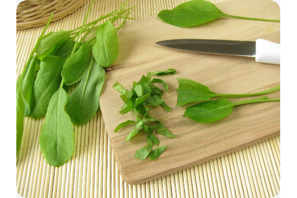 Organic - Sorrel