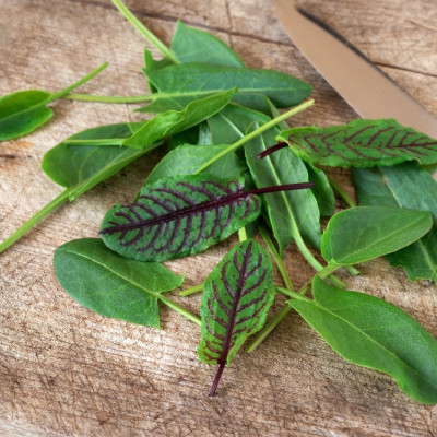 Organic - Sorrel