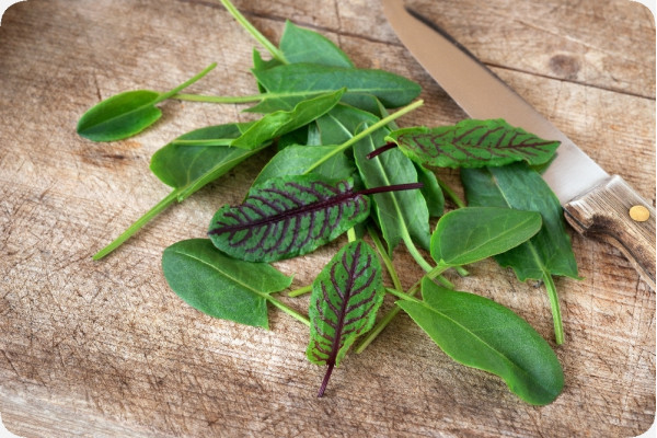 Organic - Sorrel