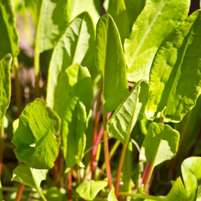 Organic - Sorrel