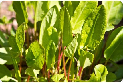 ORGANIC - sorrel
