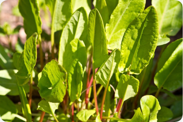 Organic - Sorrel
