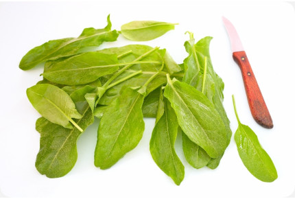 ORGANIC - sorrel