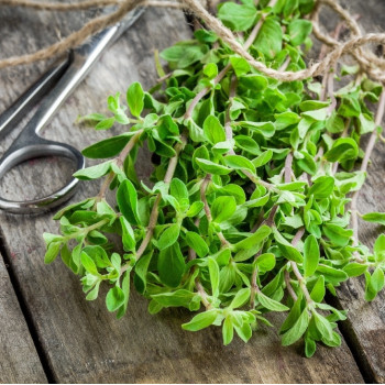 Organic marjoram