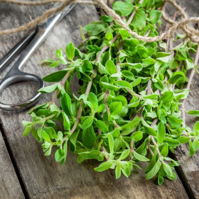 Organic marjoram