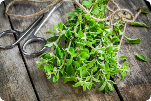 Organic marjoram