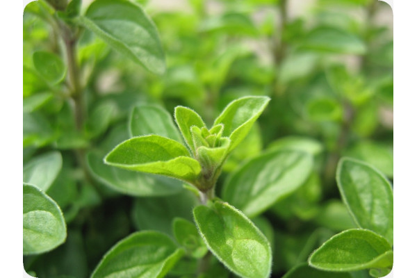 Organic marjoram
