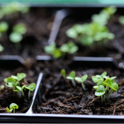 Organic marjoram