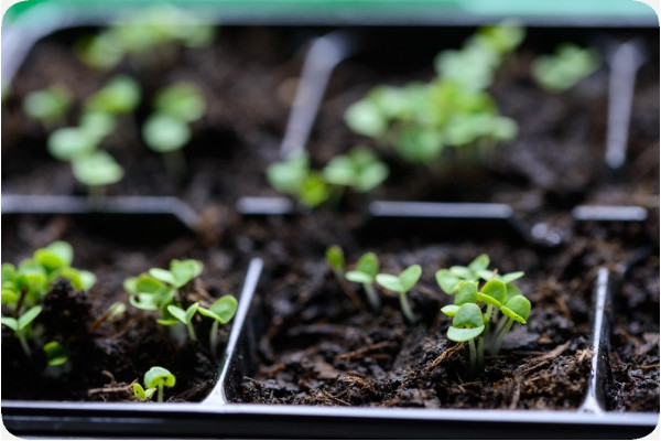 Organic marjoram