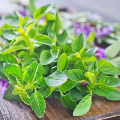 Organic marjoram