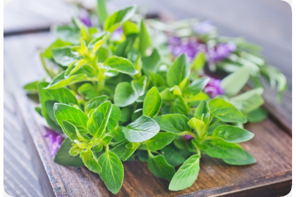 Organic marjoram